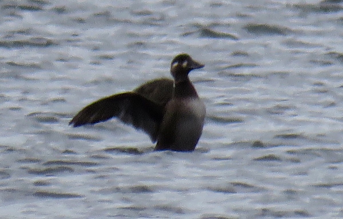 Surf Scoter - ML180060851