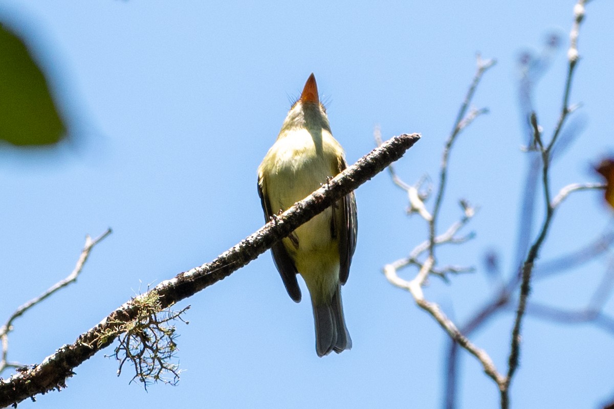 Acadian Flycatcher - Rackoff Wayne