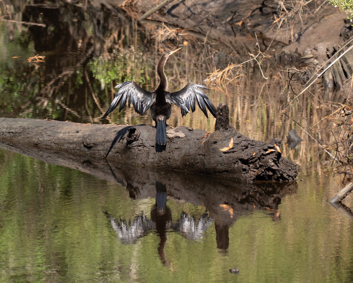 Amerika-Schlangenhalsvogel - ML180061591