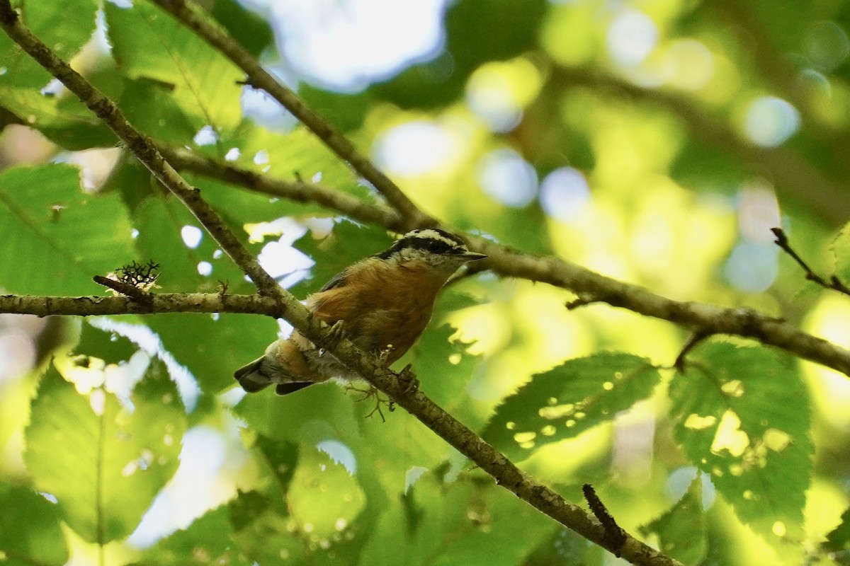 Red-breasted Nuthatch - ML180062541