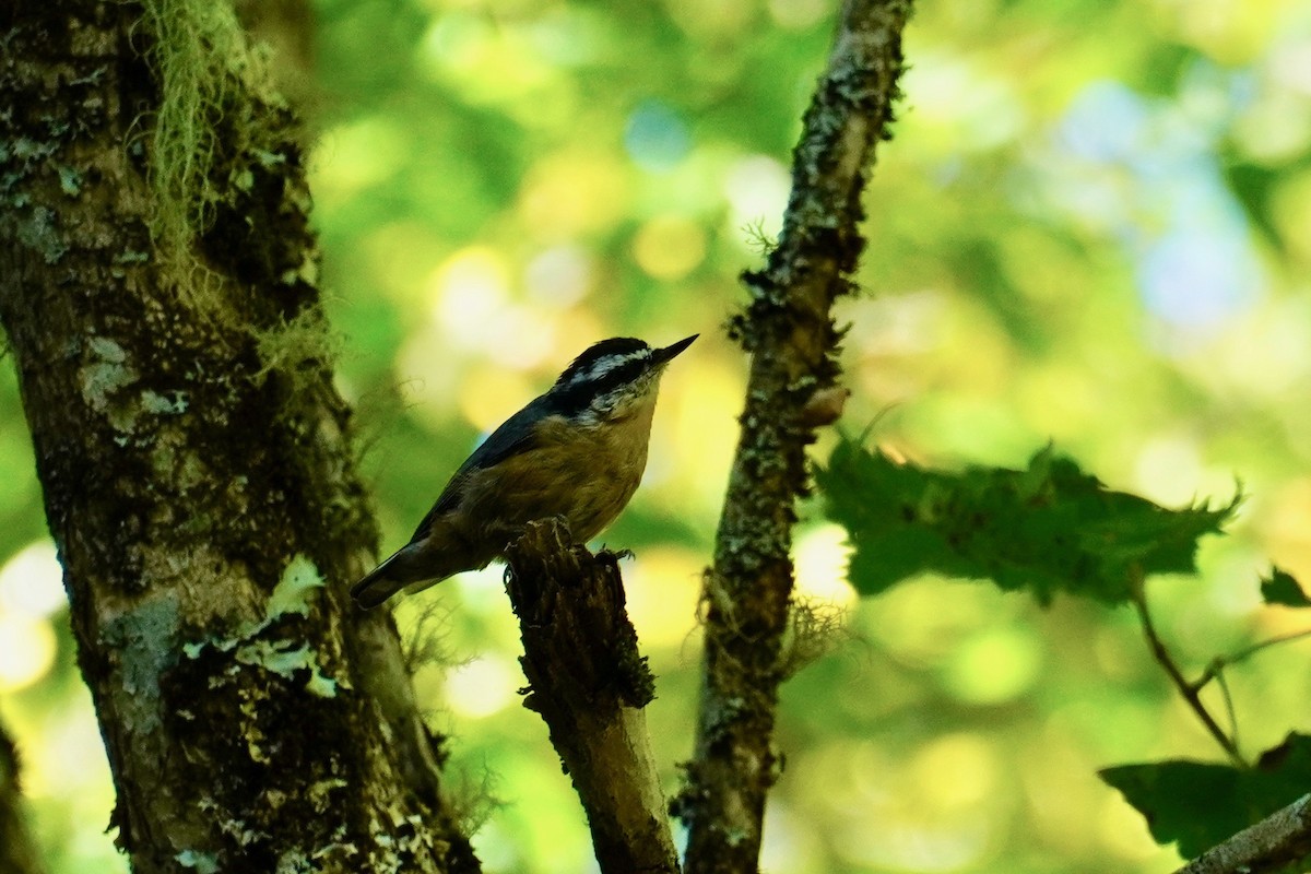 Red-breasted Nuthatch - ML180062921