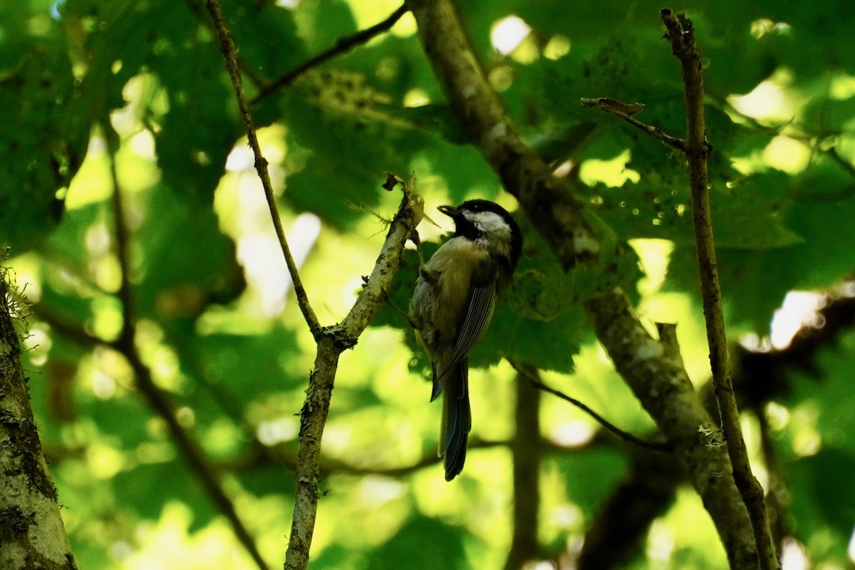 Carolina Chickadee - ML180062981