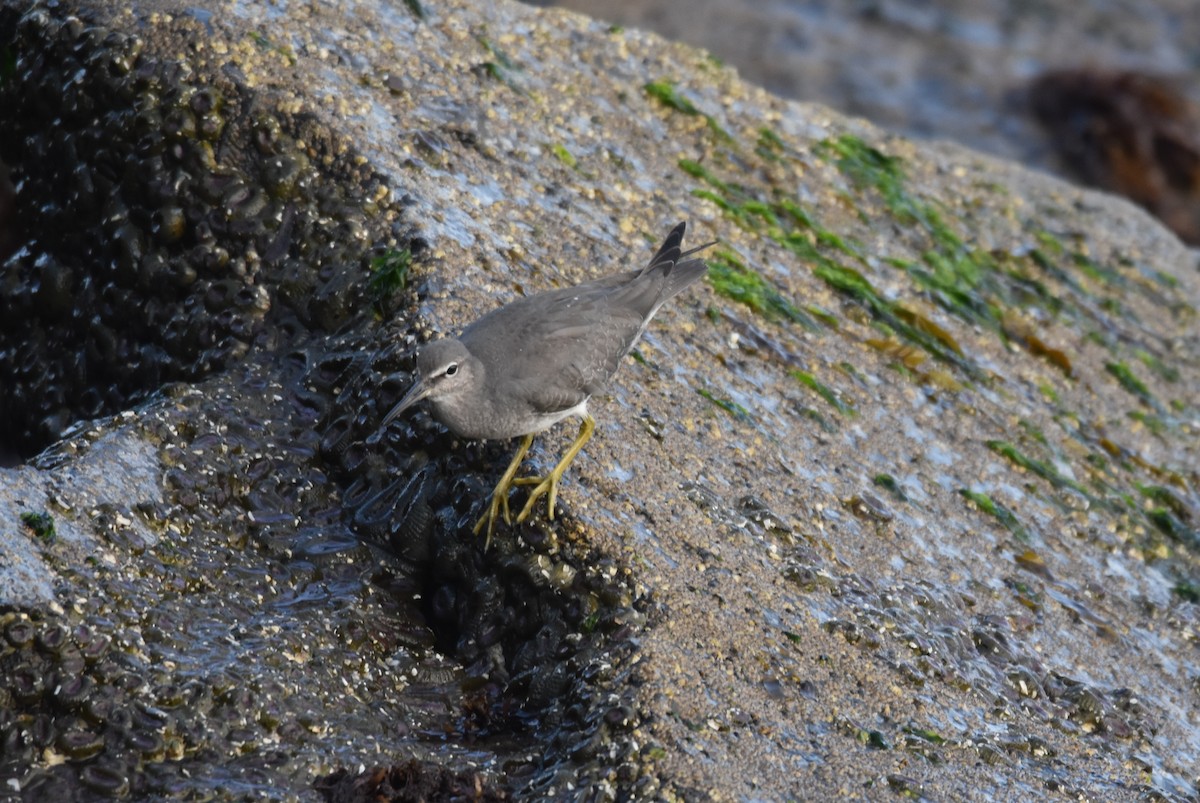 Wandering Tattler - Michael Schall