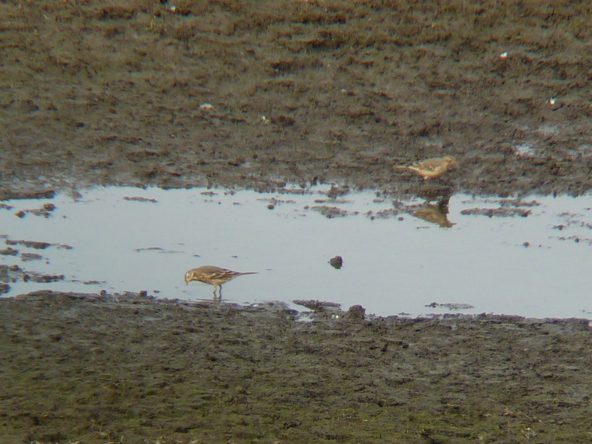 American Pipit - ML180063921