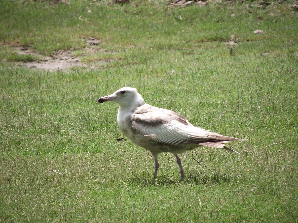 Gaviota Argéntea - ML180064081