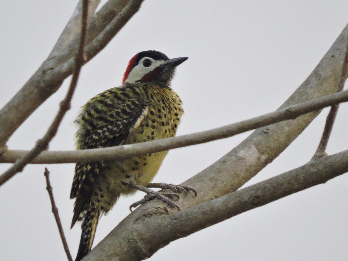 Green-barred Woodpecker - Carol Thompson