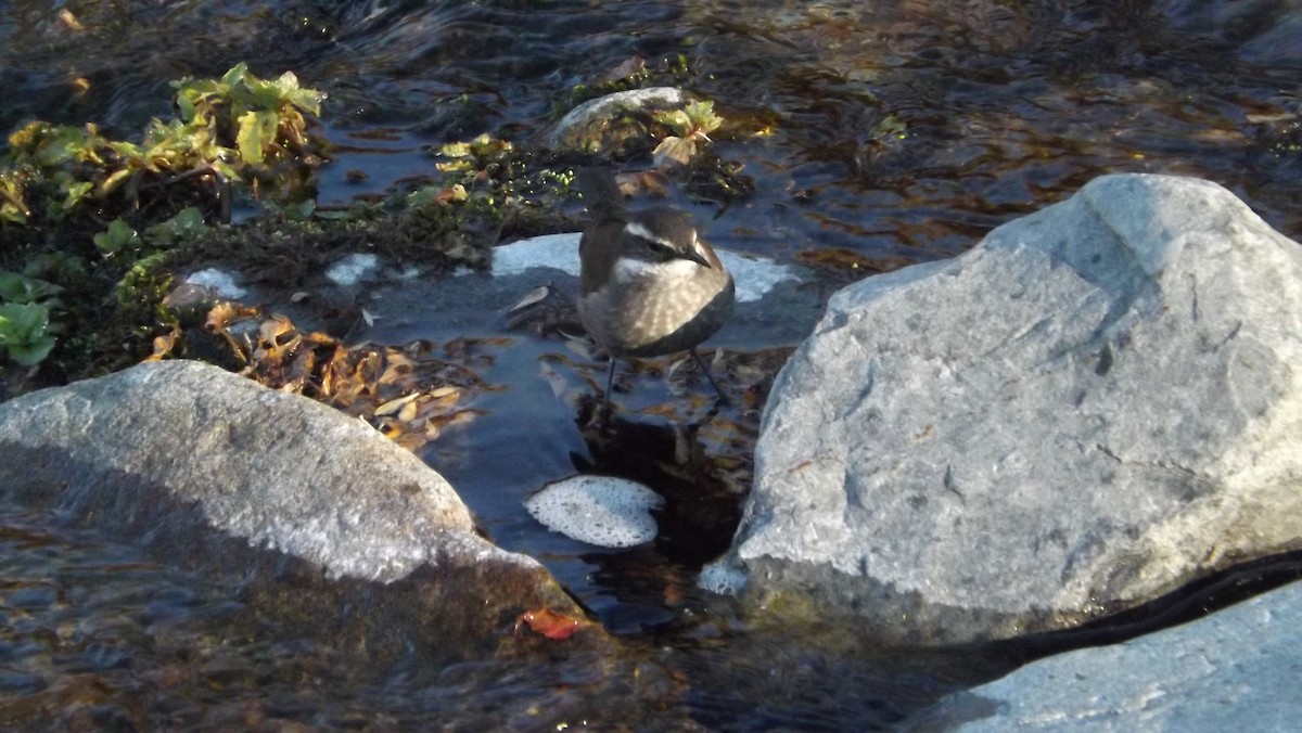 Buff-winged Cinclodes - ML180068671