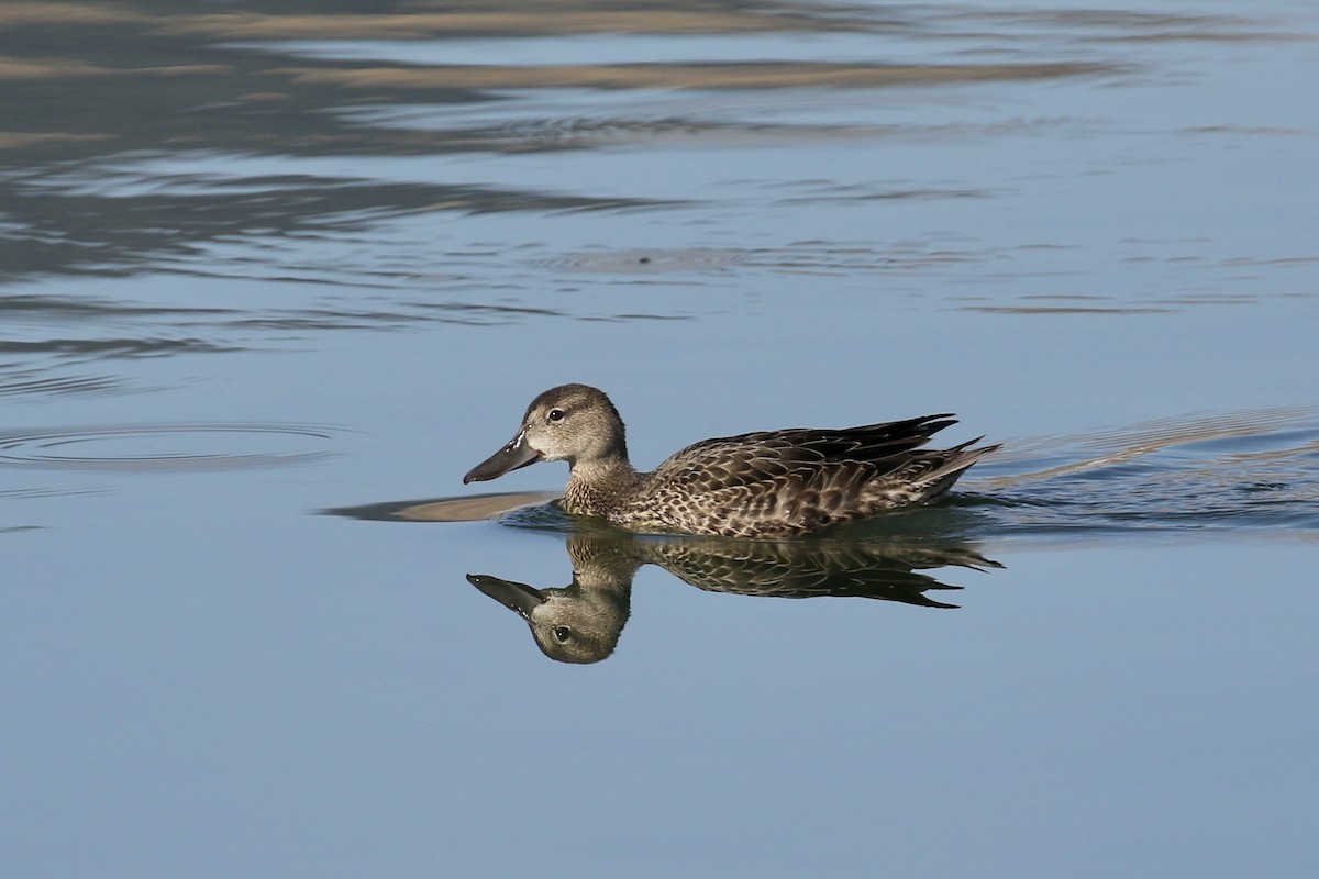 Blue-winged Teal - ML180069161