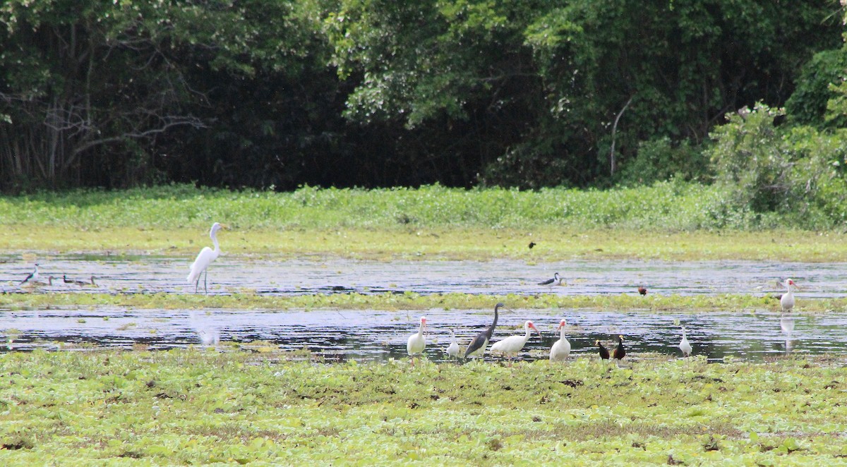 ibis bílý - ML180071191