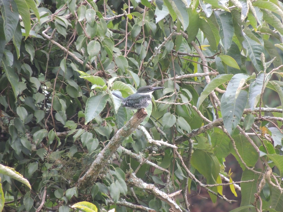 Green Kingfisher - jose  garcia