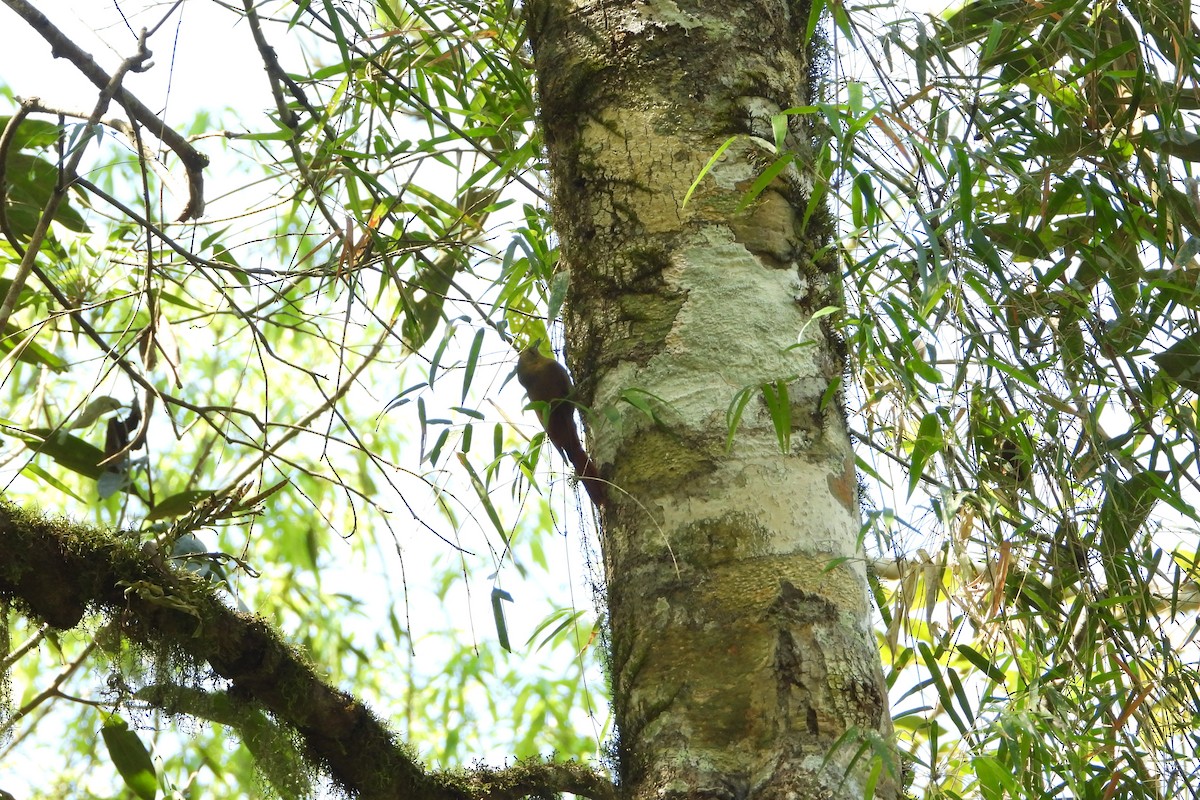 Olivaceous Woodcreeper - ML180071501