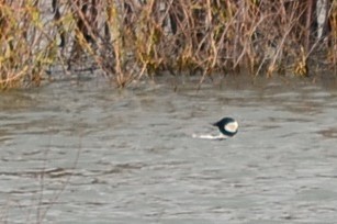 Bufflehead - ML180072101