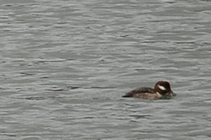 Bufflehead - ML180072111