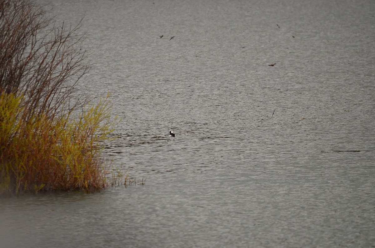 Bufflehead - ML180072321