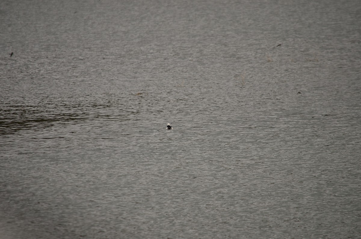 Bufflehead - ML180072331