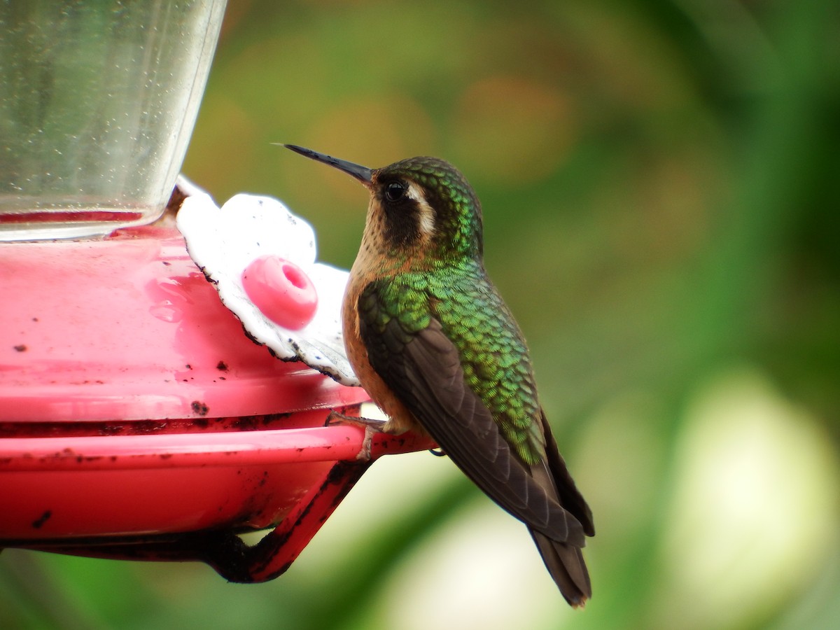 Speckled Hummingbird - Bobby Wilcox