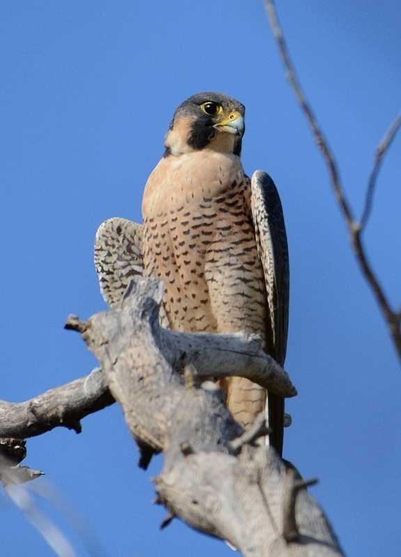 Peregrine Falcon - Jay Wilbur