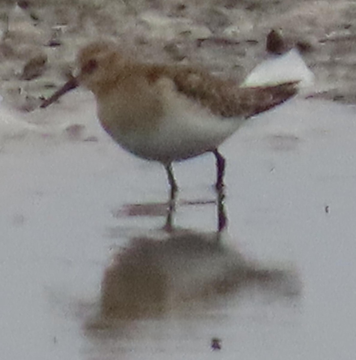 Baird's Sandpiper - ML180081101