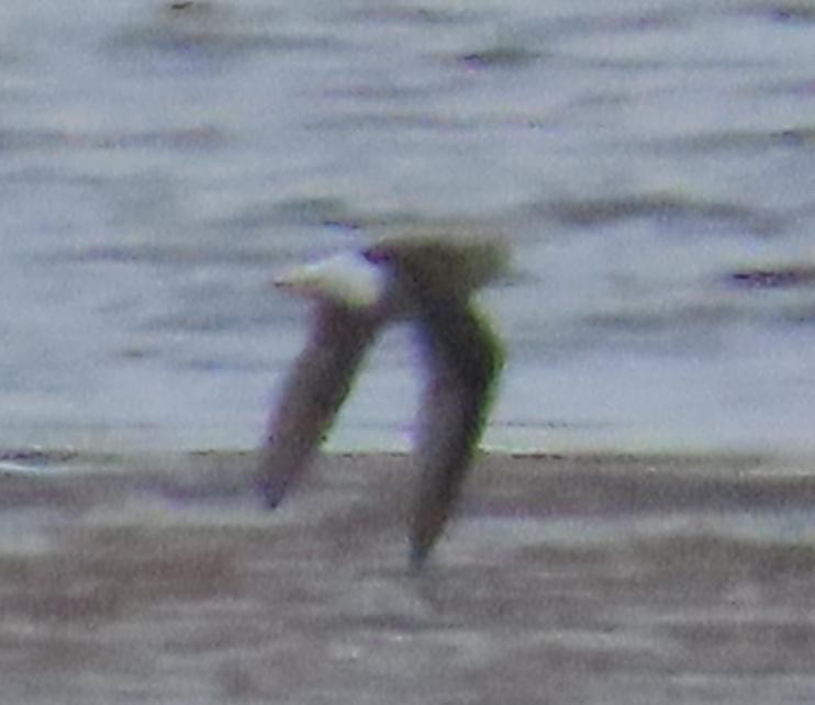 Wilson's Phalarope - ML180081141