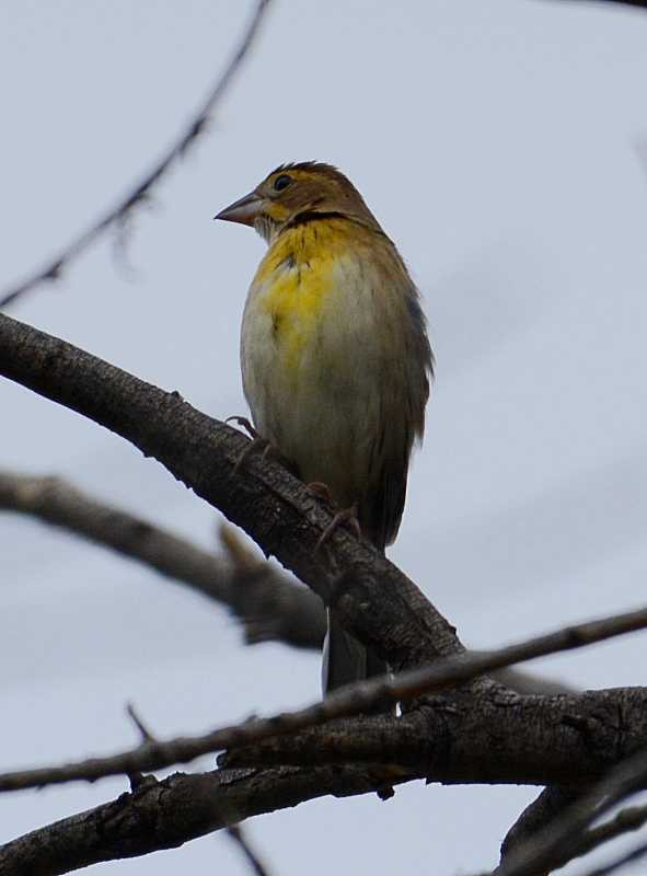 Dickcissel - Jay Wilbur