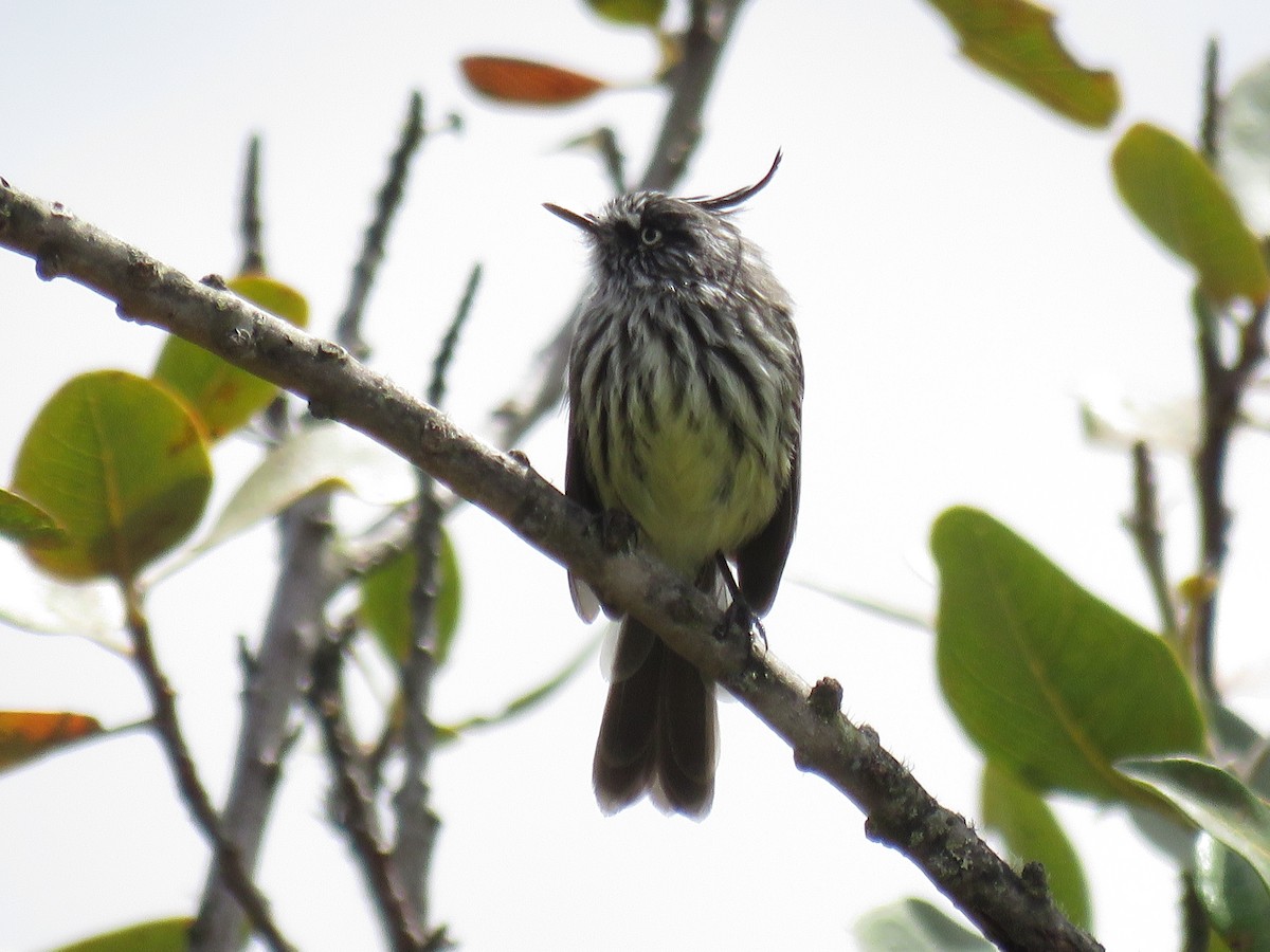 Tufted Tit-Tyrant - ML180082211