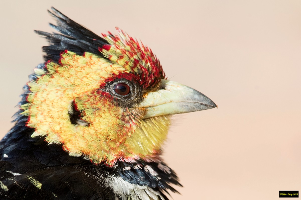 Crested Barbet - ML180084841