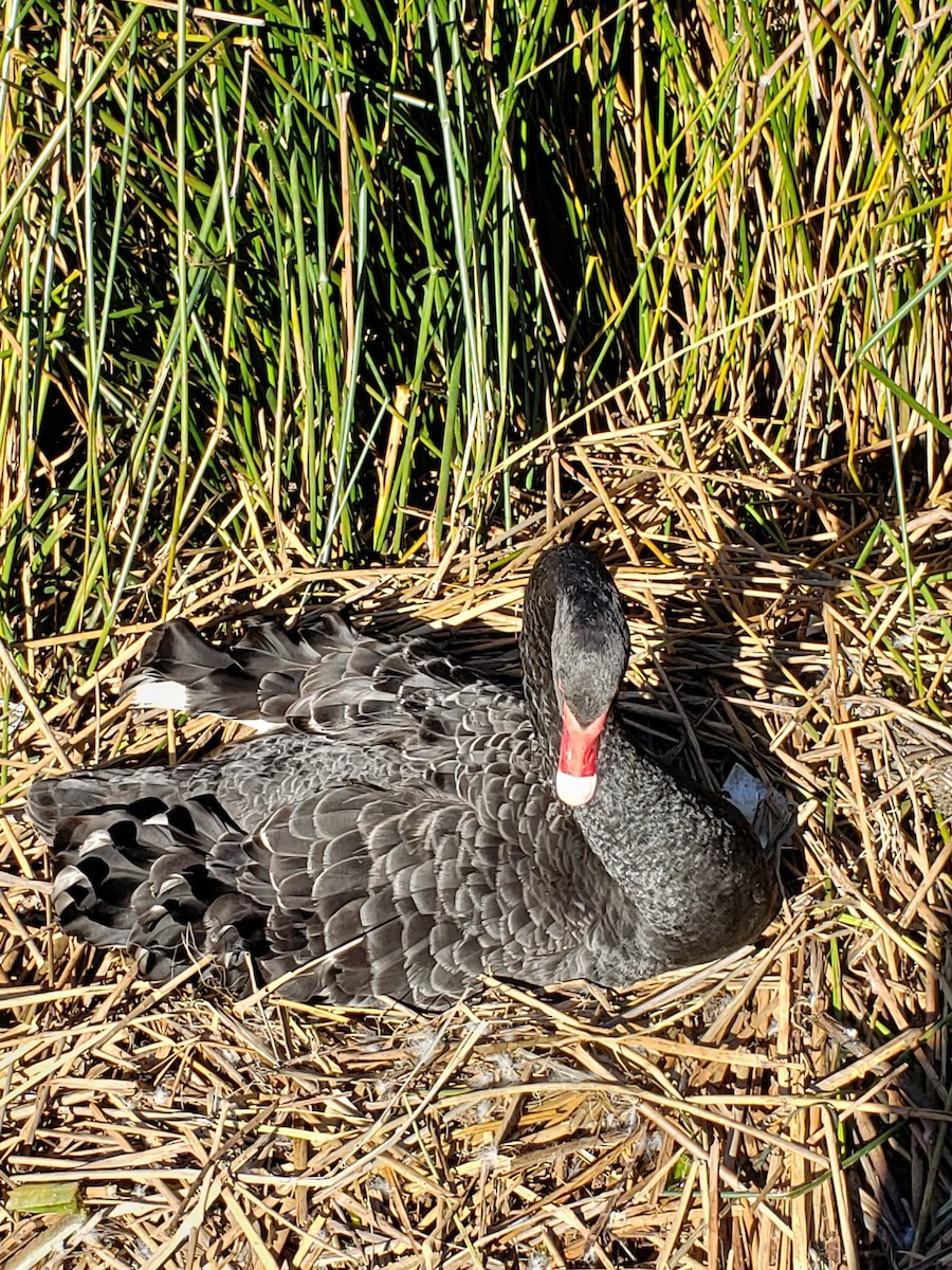 Black Swan - ML180084921