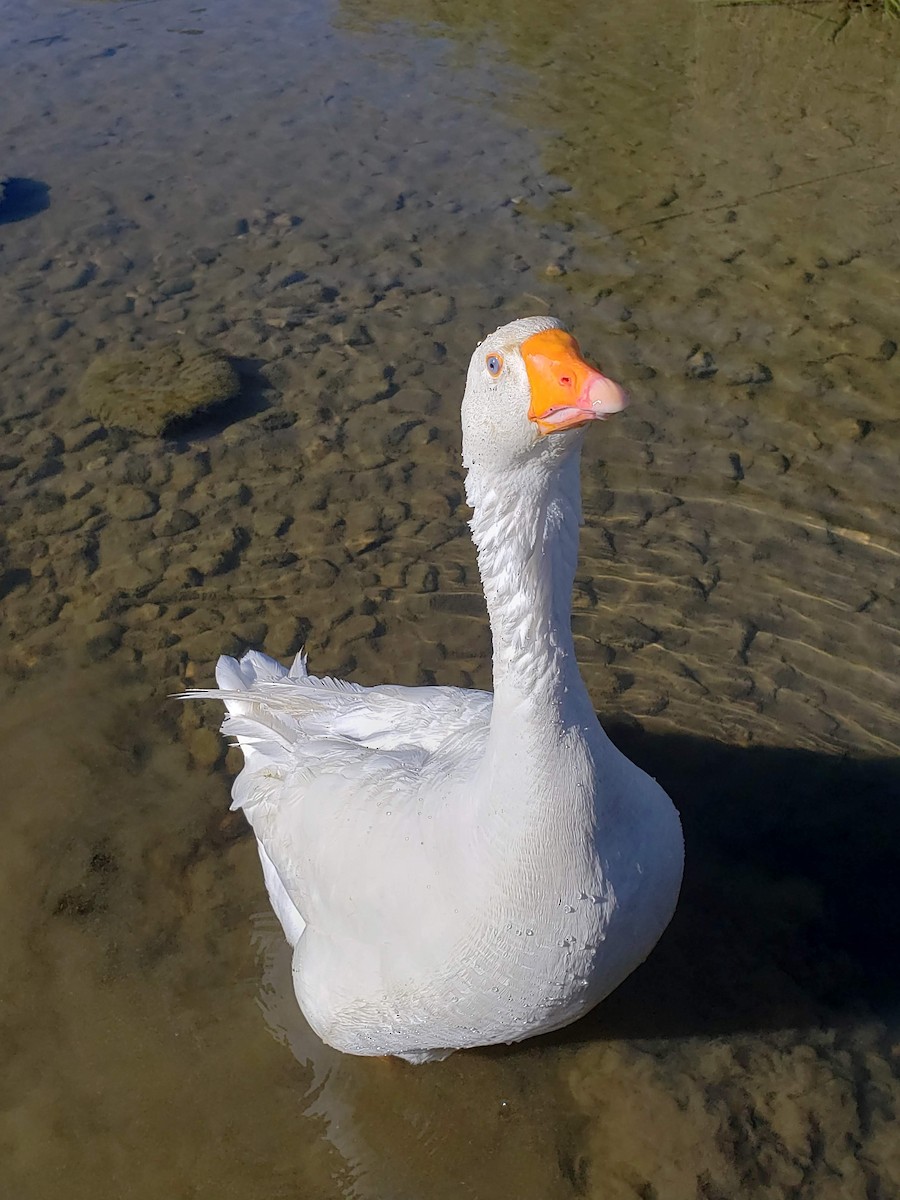 Domestic goose sp. (Domestic type) - ML180085041
