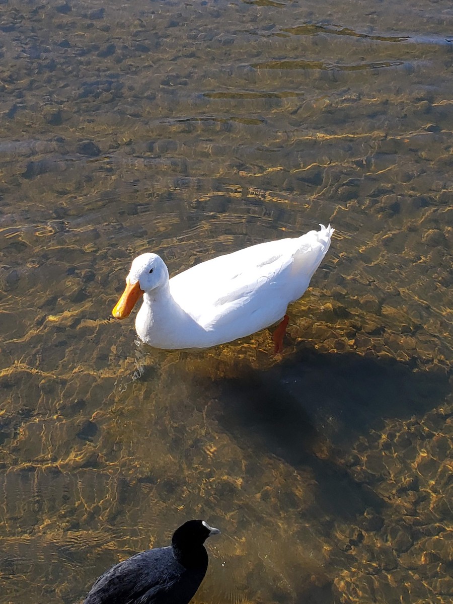 Mallard (Domestic type) - ML180086001