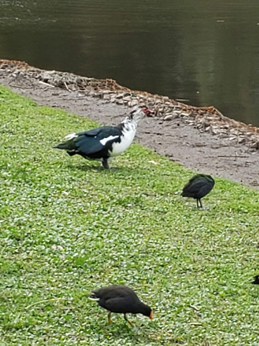 Muscovy Duck (Domestic type) - ML180086201