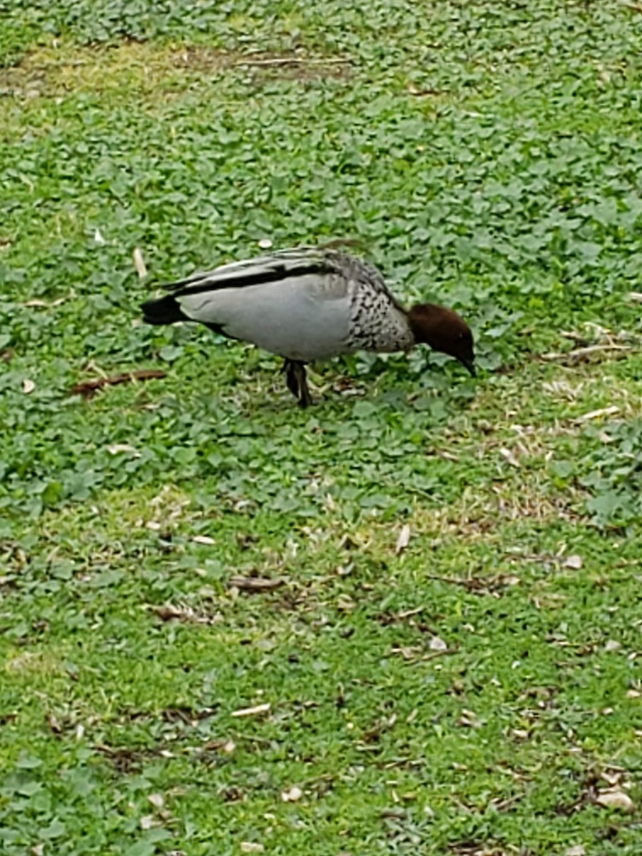 Maned Duck - ML180086261