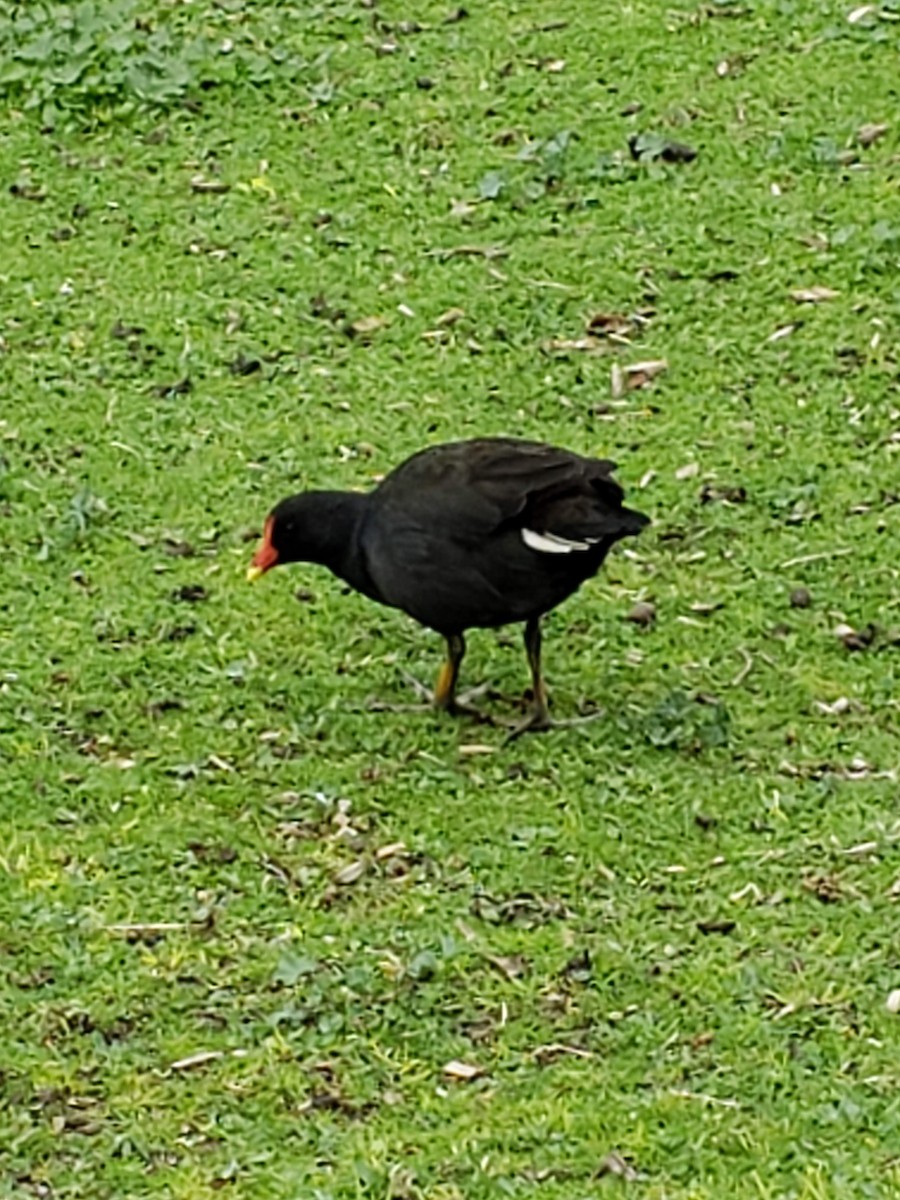 Dusky Moorhen - ML180086291