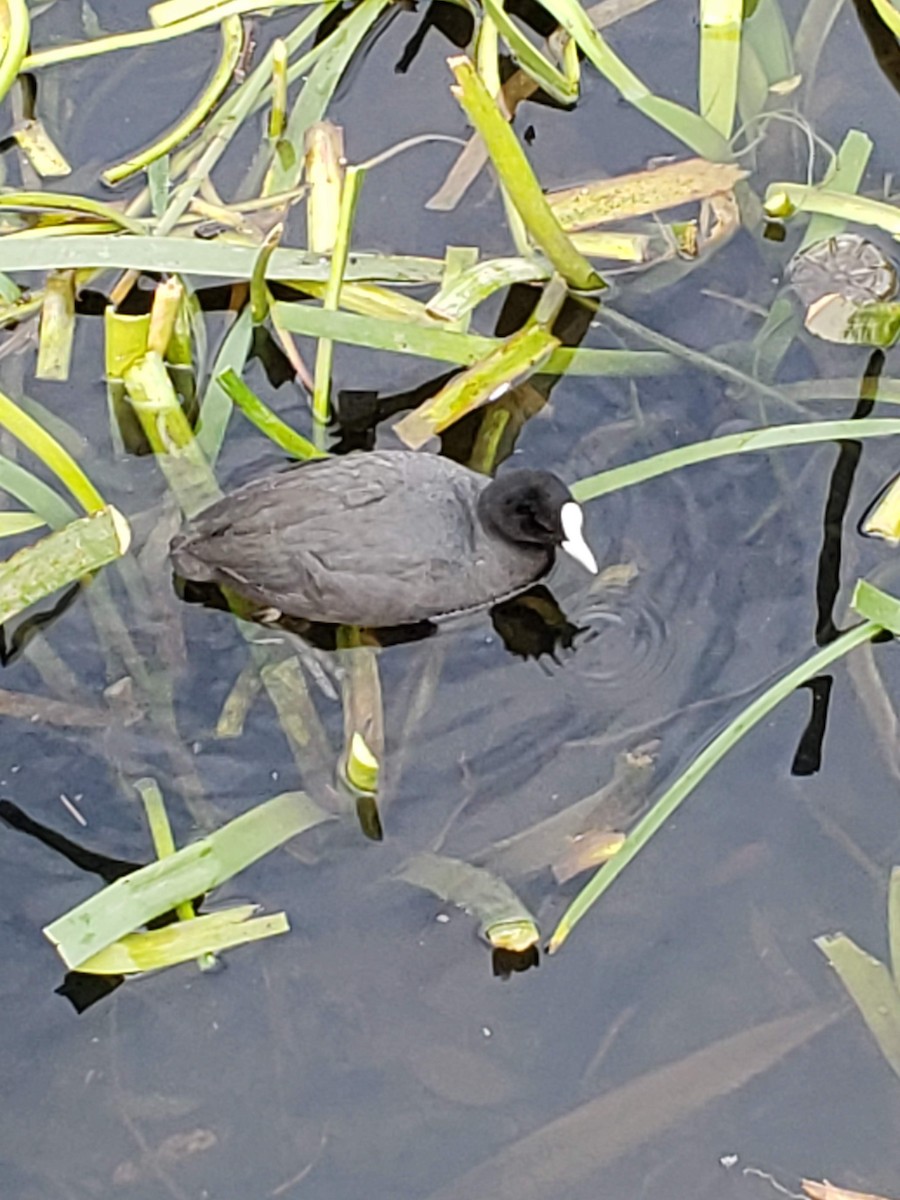 Eurasian Coot - ML180086331