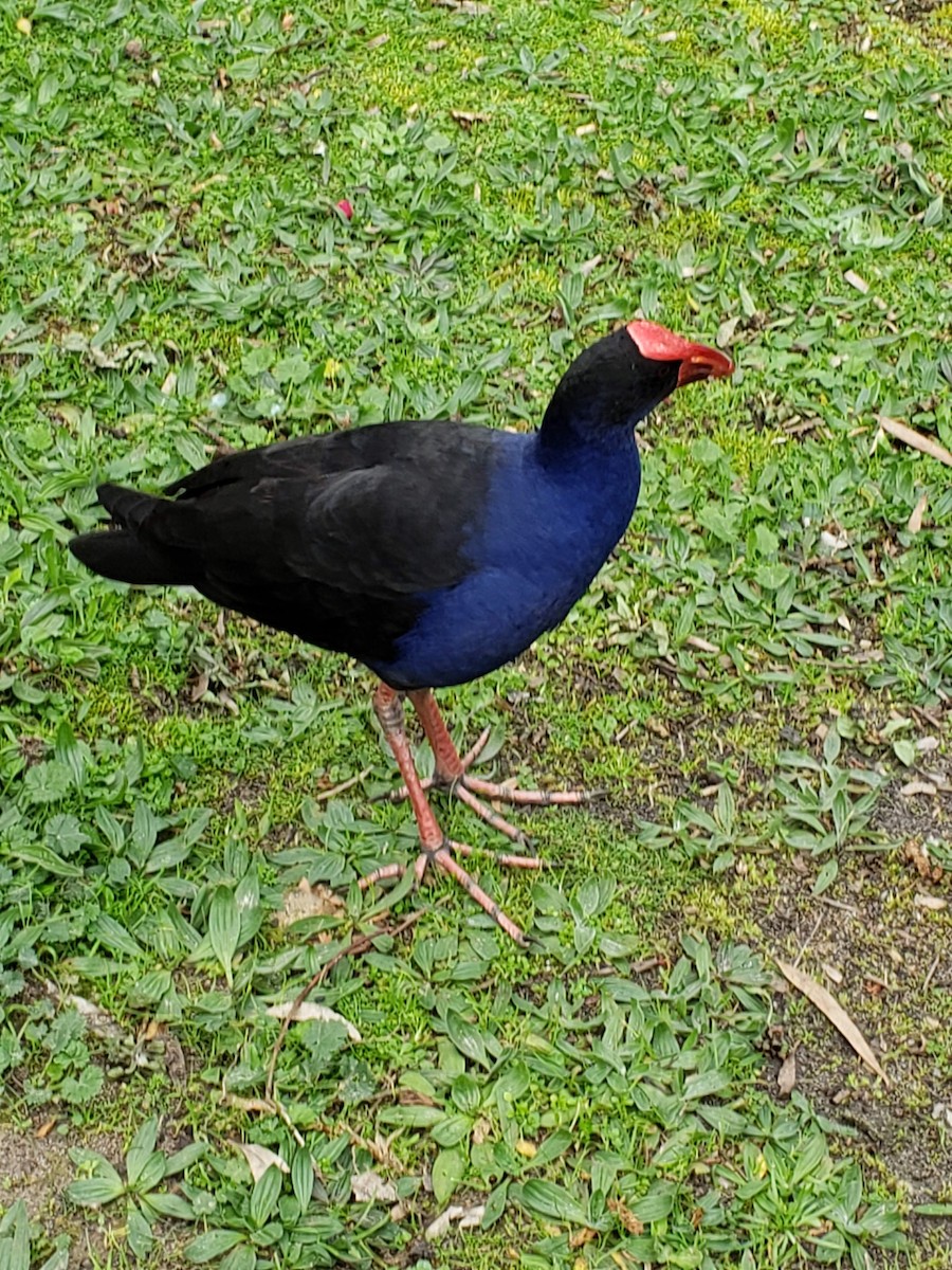 Australasian Swamphen - ML180086351