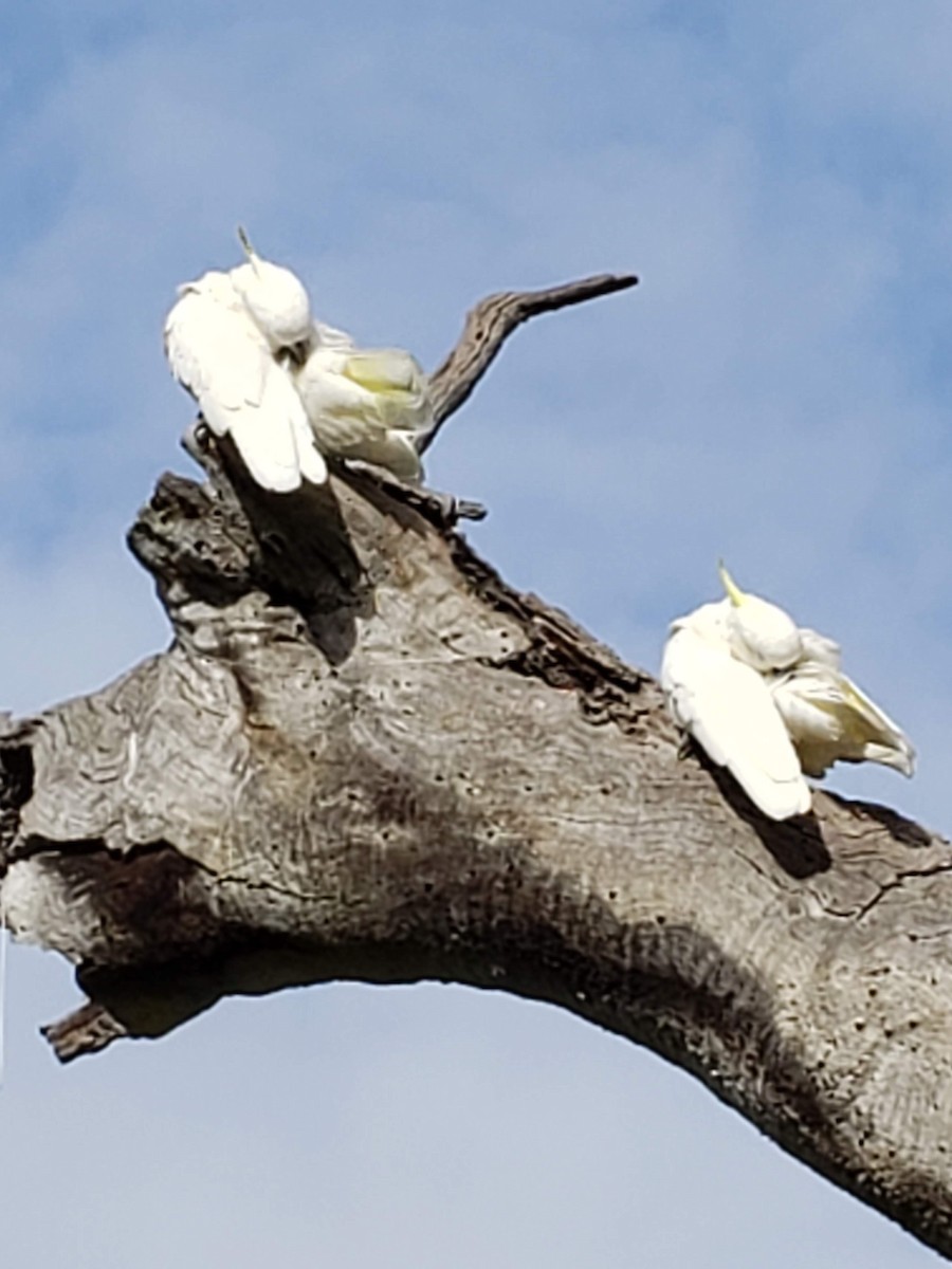 Sulphur-crested Cockatoo - ML180086371
