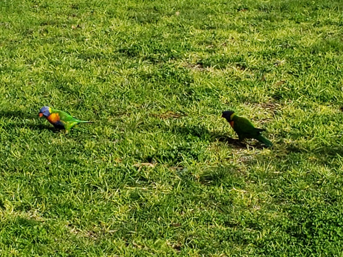 Rainbow Lorikeet - ML180086411