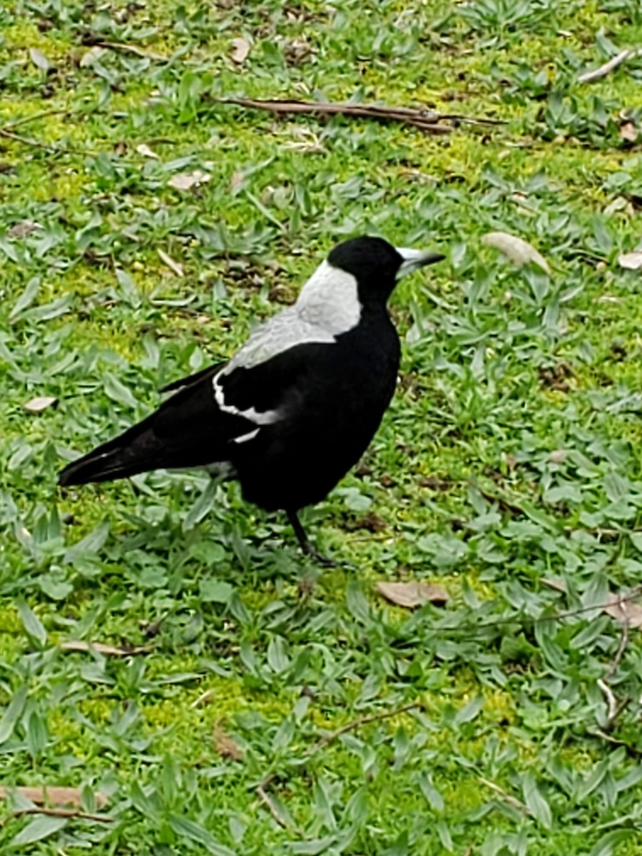 Australian Magpie - ML180086441
