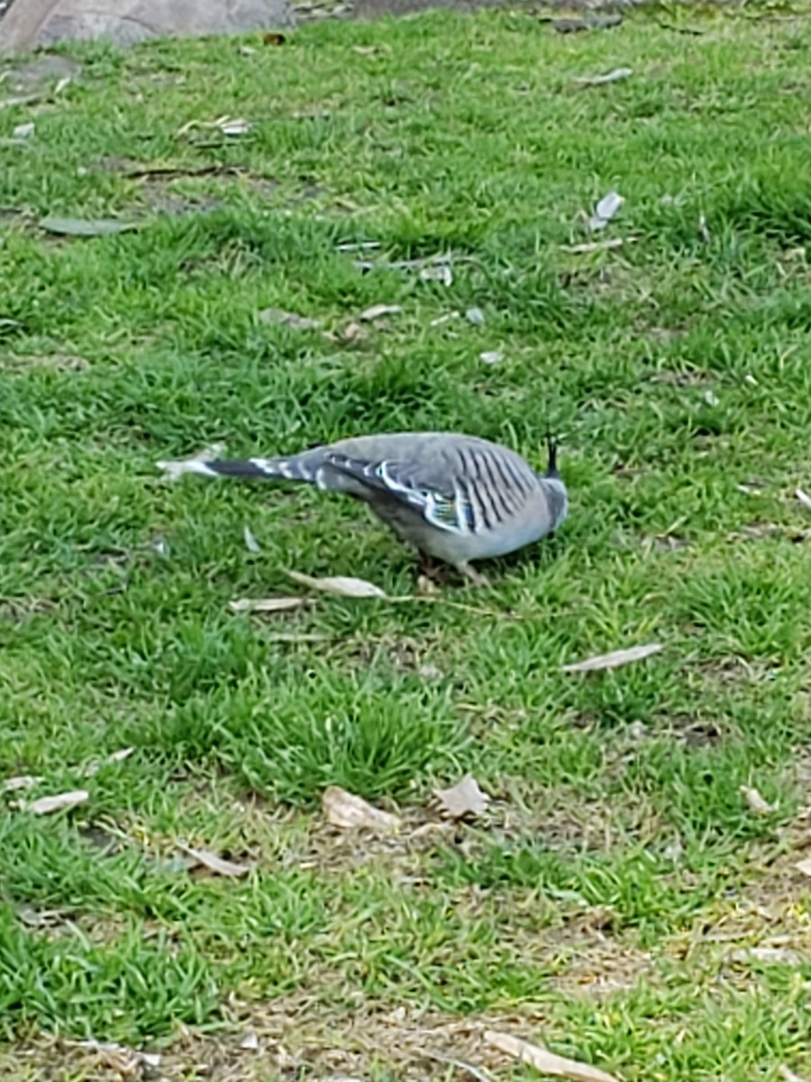 Crested Pigeon - ML180086711