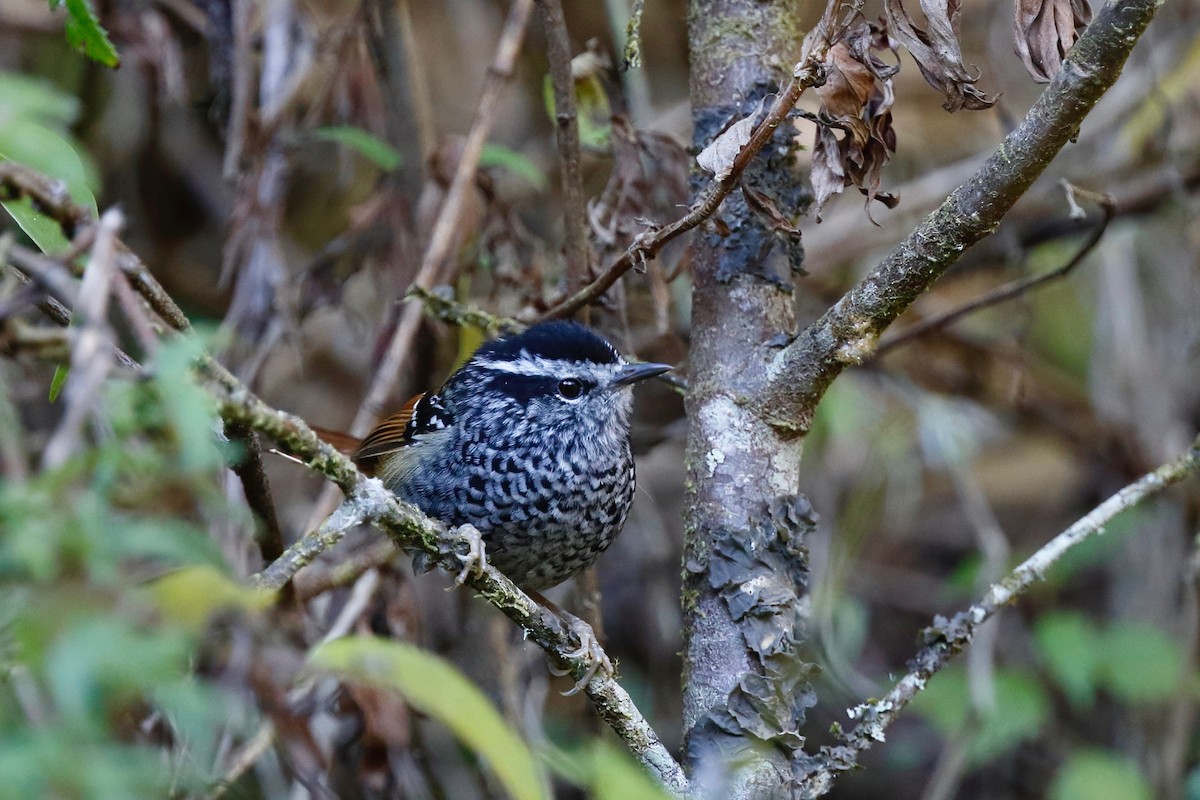 Rufous-tailed Antbird - Timo Mitzen