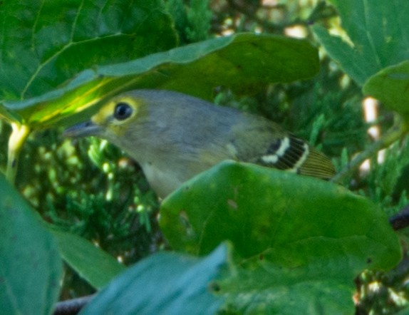 White-eyed Vireo - ML180091071