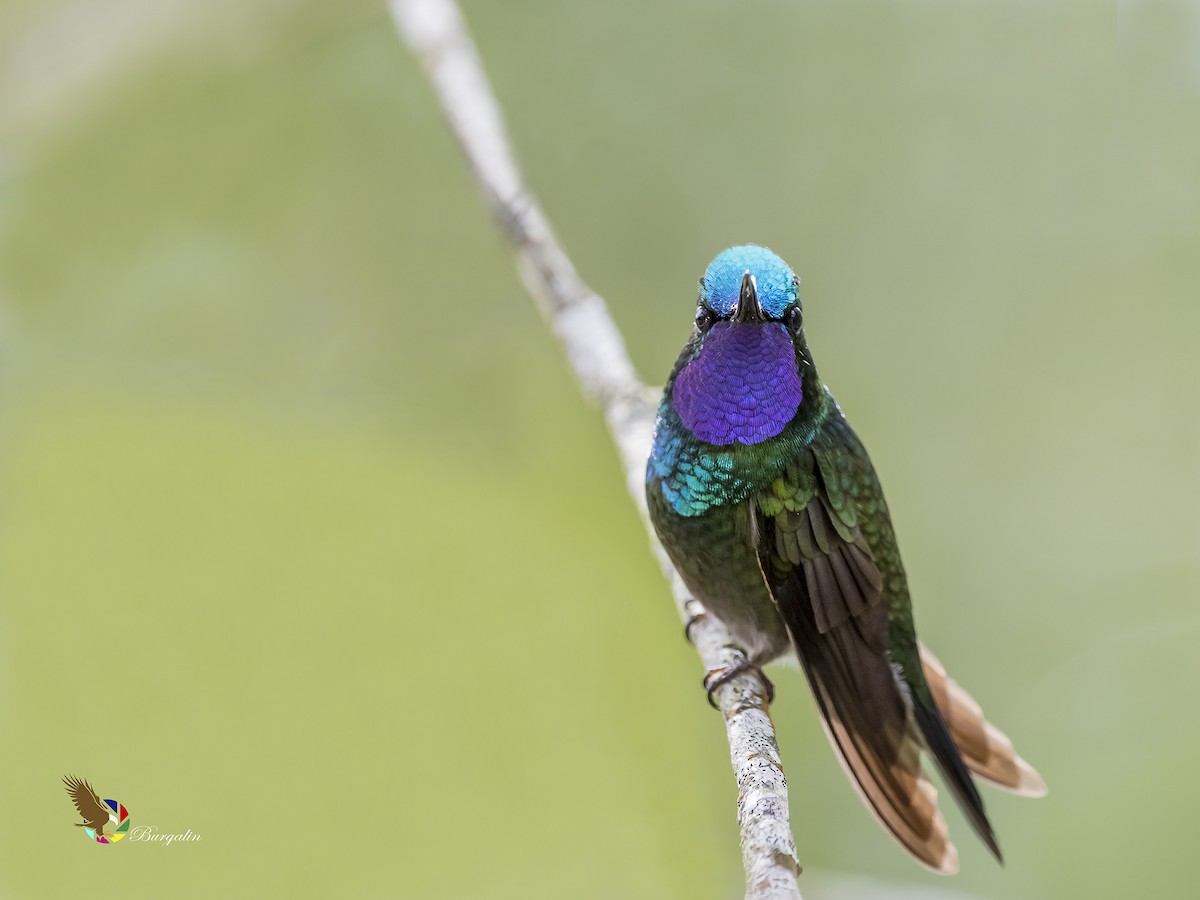 Purple-throated Mountain-gem - ML180091631