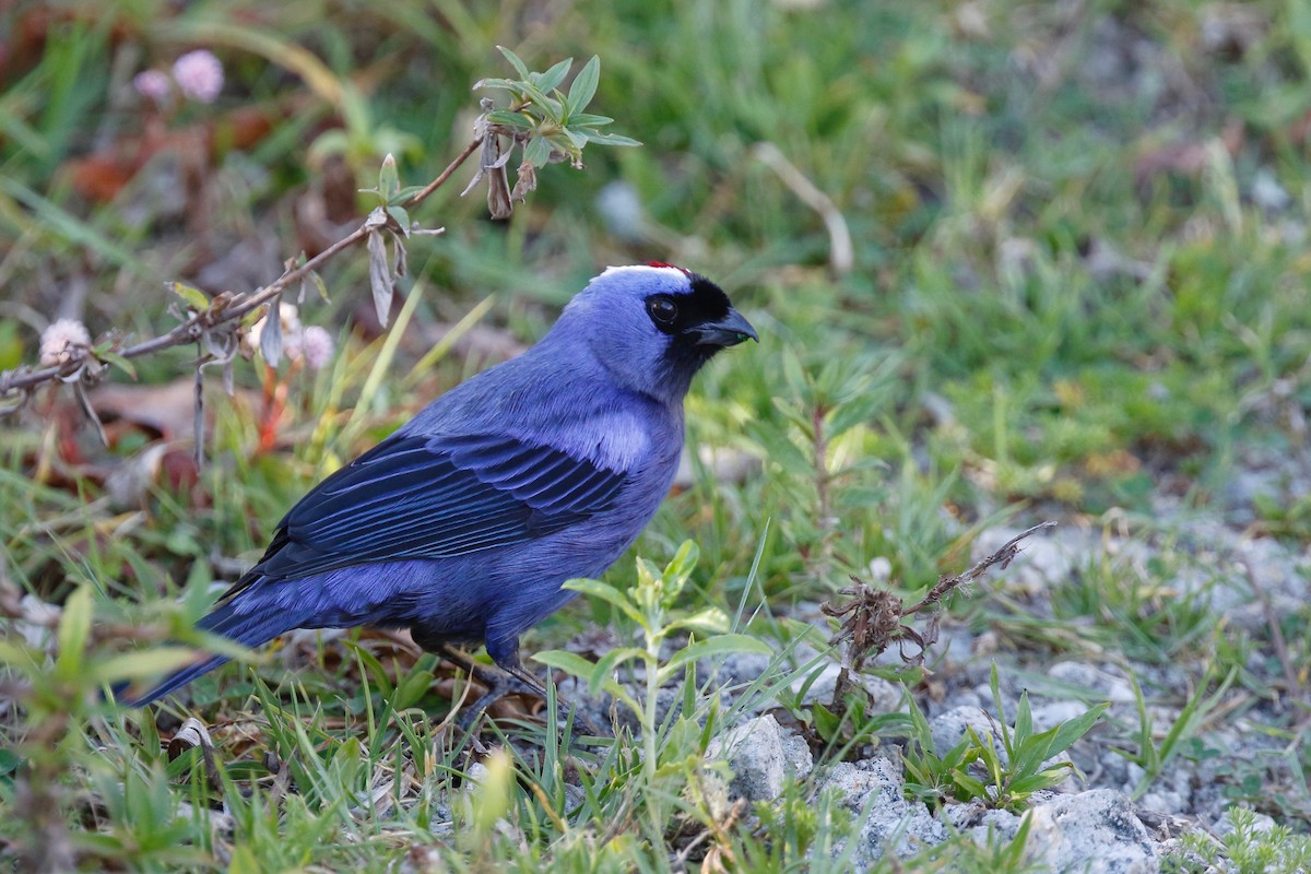 Diademed Tanager - Timo Mitzen