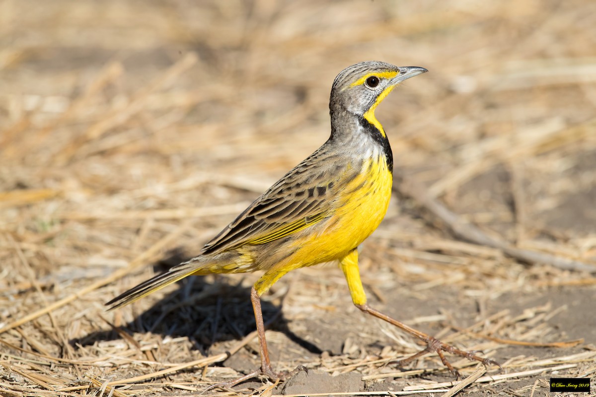 Yellow-throated Longclaw - ML180093591