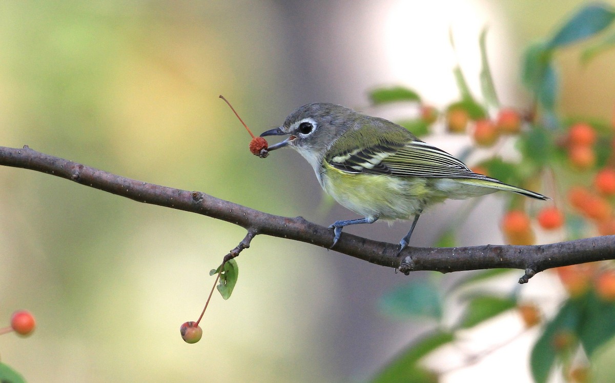 Blue-headed Vireo - ML180095221