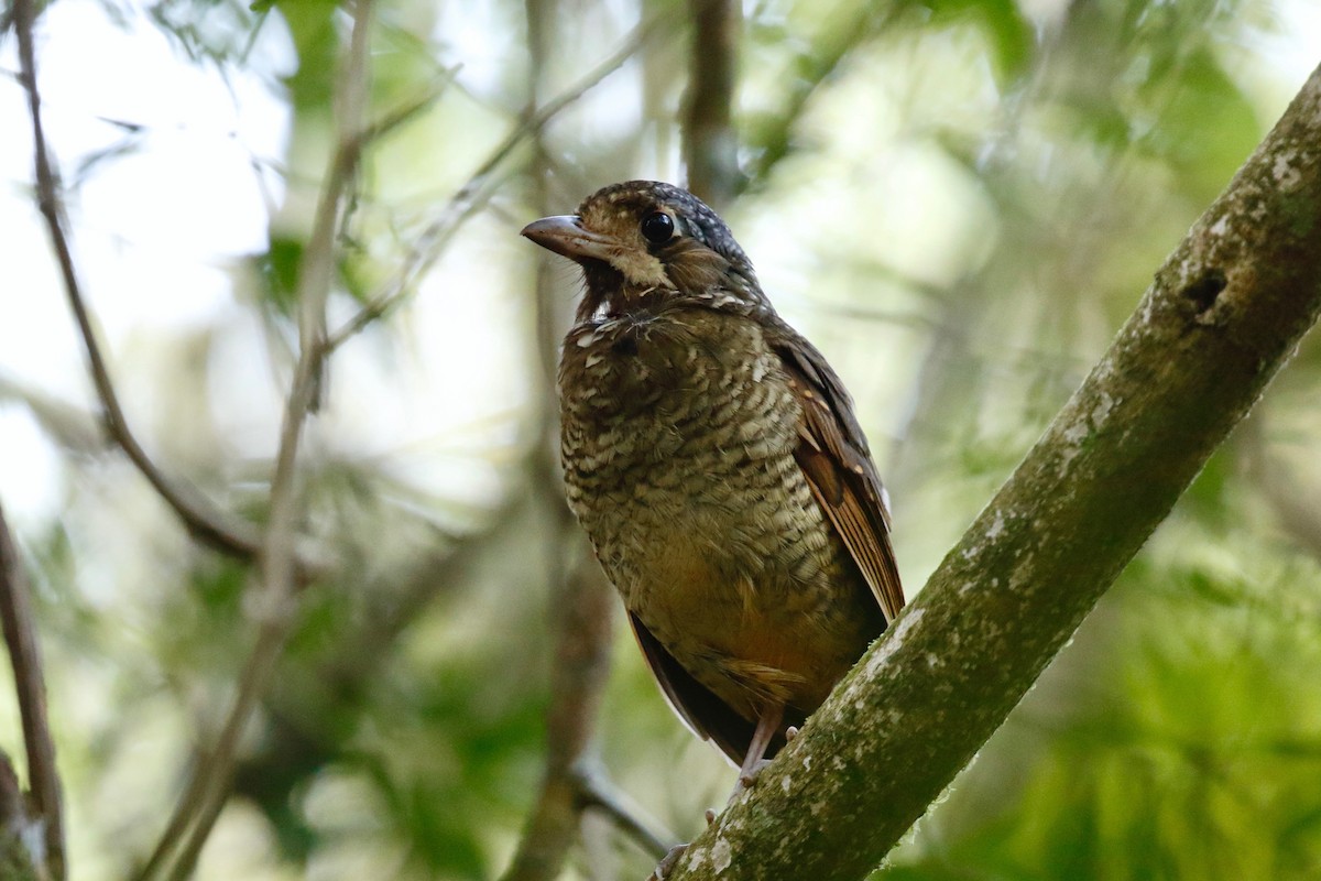 Variegated Antpitta - ML180096281