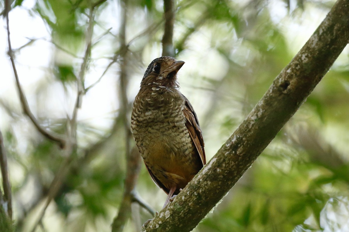 Variegated Antpitta - ML180096291