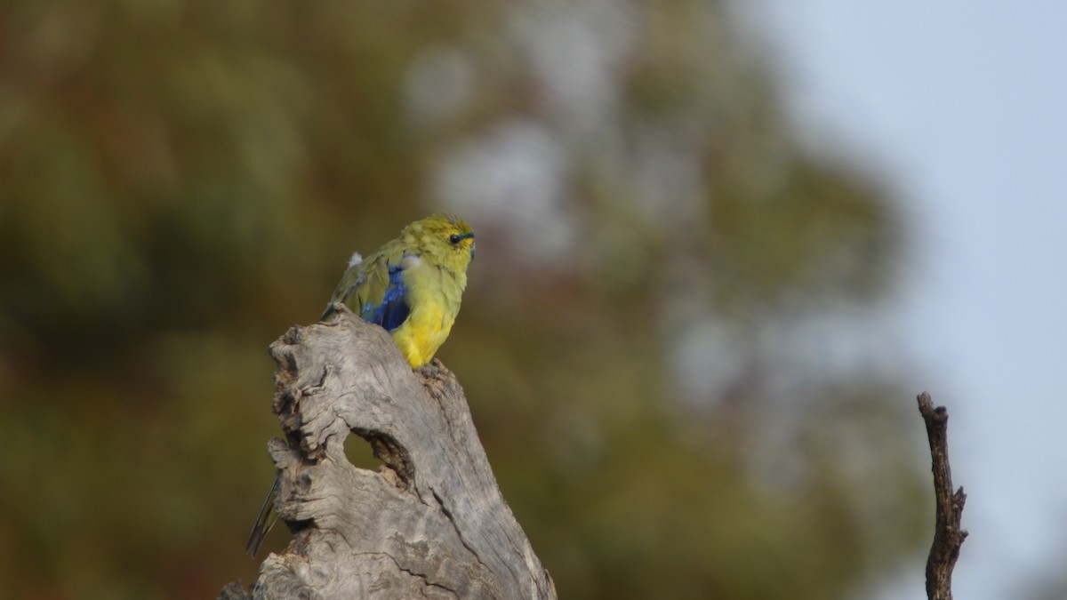 Blue-winged Parrot - ML180096971