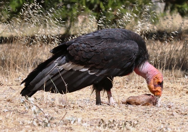 California Condor - Mary Dufrain