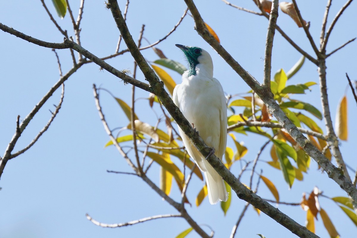 Bare-throated Bellbird - Timo Mitzen