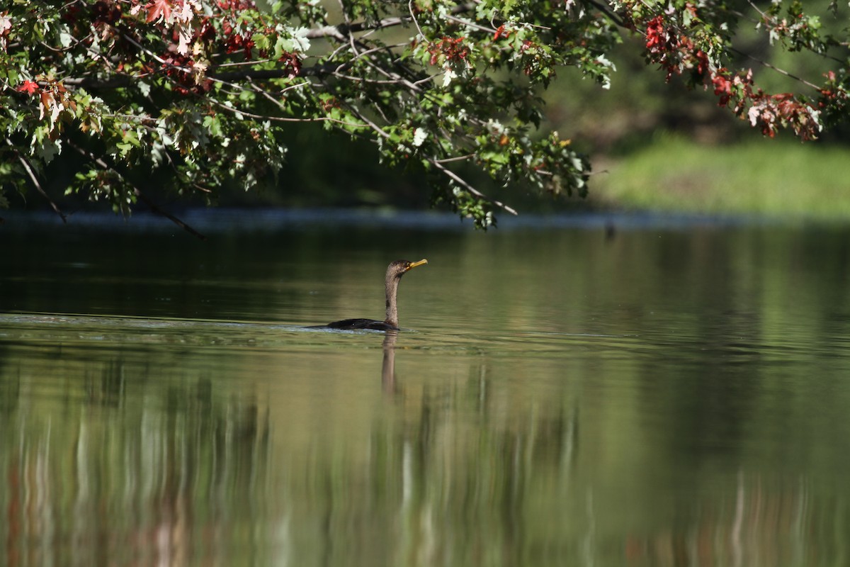 Double-crested Cormorant - ML180100261